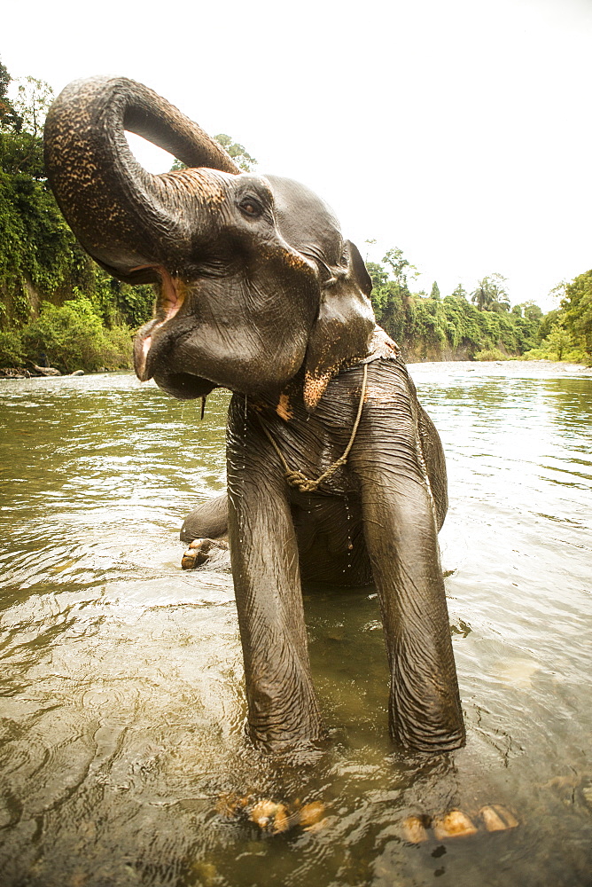 A female Sumatran elephant stretches while bathing in a river in north Sumatra, Indonesia. Many of these elephants were rescued from being labor animals, but are still kept in less than ideal conditions.