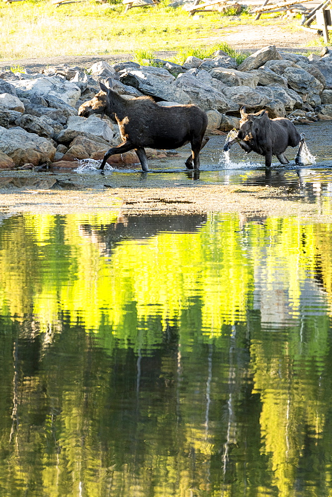 Beautiful nature photograph of adult and young moose (Alces alces) on lakeshore, Lily Lake Trail, Rocky Mountain National Park, Estes Park, Colorado, USA