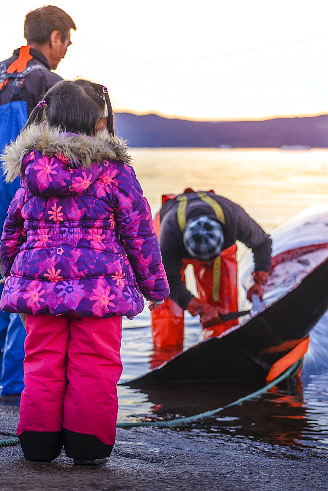 Professional hunters having killed a whale for the local market of Greenland. Quotas are in application and these hunts are regulated by the government