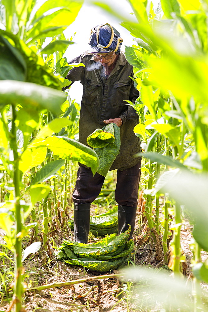 Man smoking cigar while harvesting tobacco leaves in plantation, Vinales, Pinar del Rio Province, Cuba