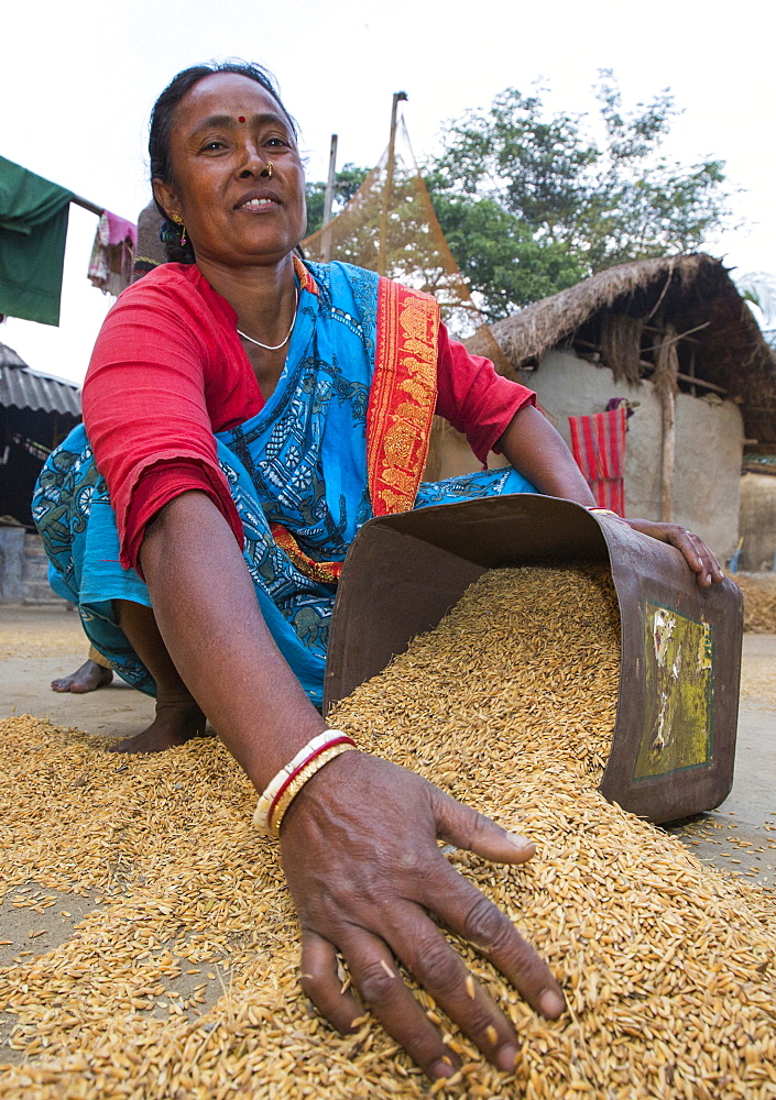 Villagers in a remote subsistence farming village on an island in the Sunderbans, the Ganges Delta in Eastern India that is very vulnerable to sea level rise, gather in the rice crop after drying.