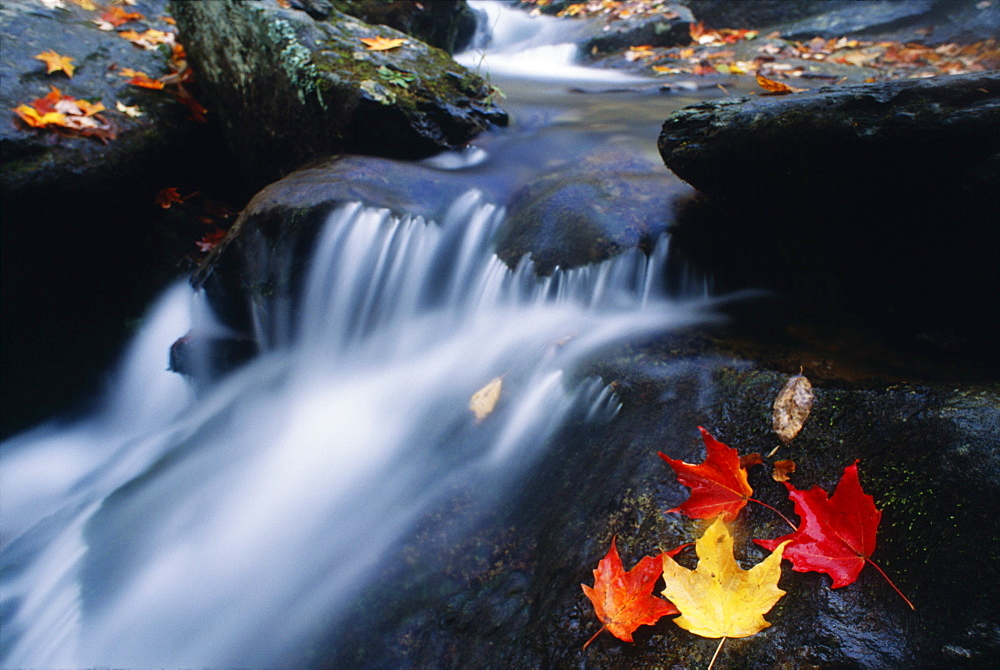 Stream In Shenandoah National Park, Virginia