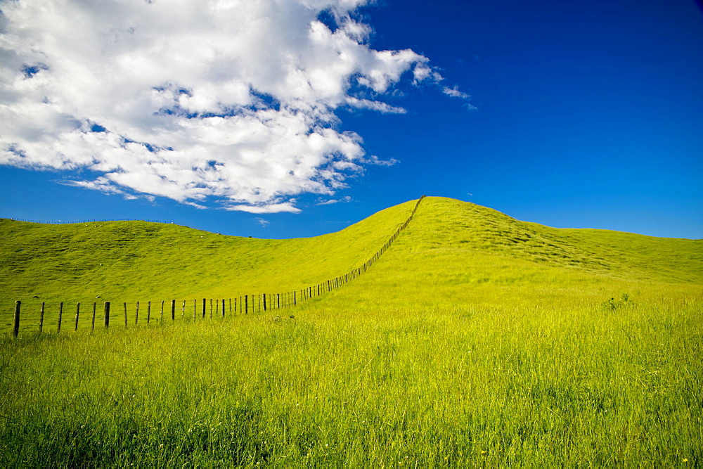 Wooden Fence Posts Running Through A Grassy Field; New Zealand