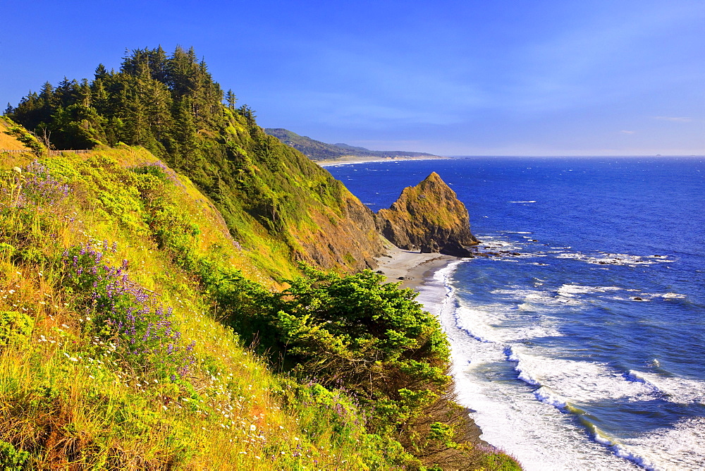 Wildflowers And Afternoon Light Add Beauty To Rock Formations At Humbug Mountain State Park; Oregon United States Of America