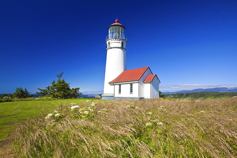 Wildflowers And Cape Blanco Lighthouse; Cape Blanco Oregon United States Of America