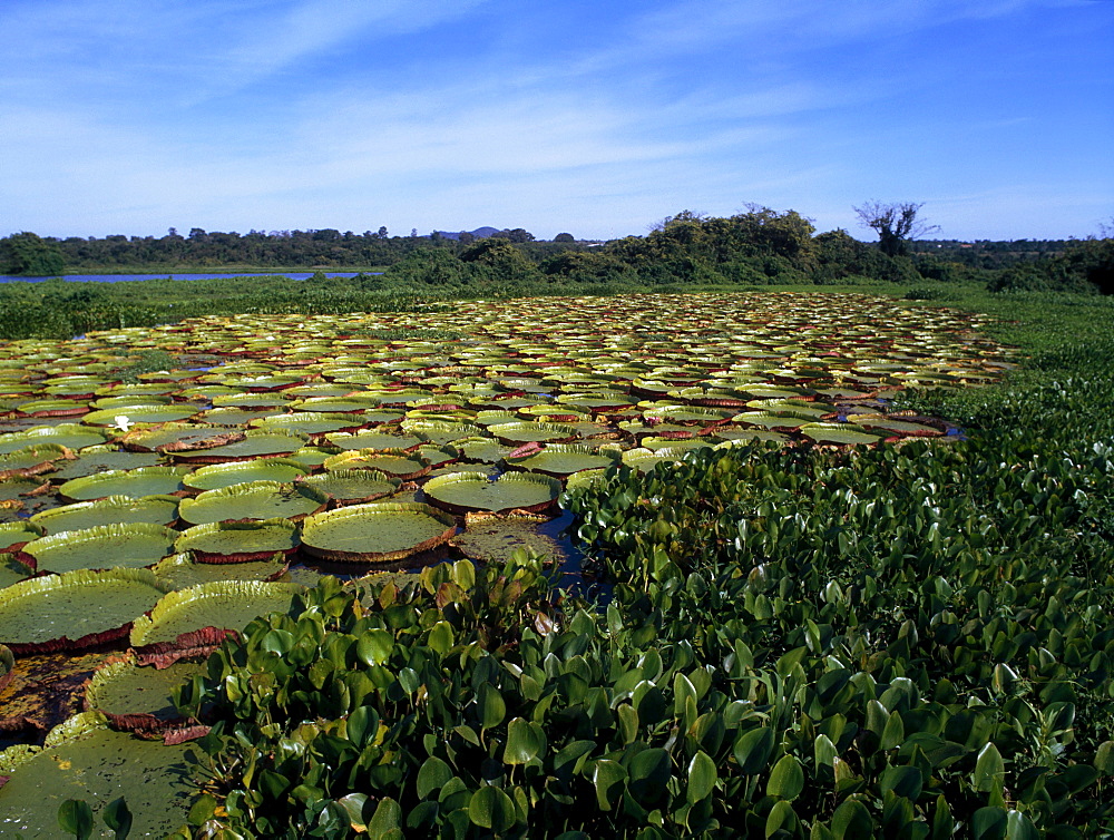 Water Lilies; Brazil