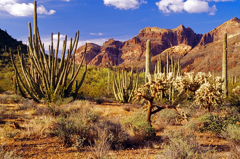 Organ Pipe Cactus National Monument, Sonoran Desert, Arizona, Usa