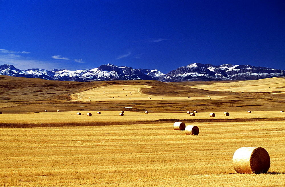 Harvested Wheat Field, Montana, Usa