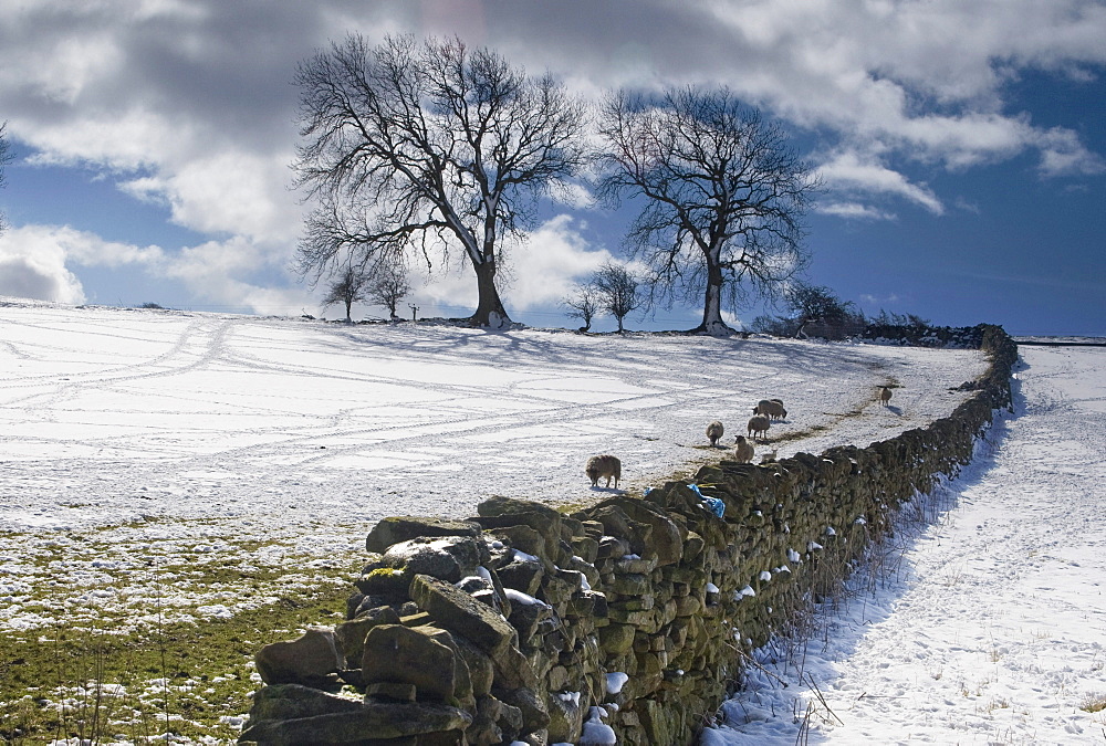 Stone Fence, Weardale, County Durham, England