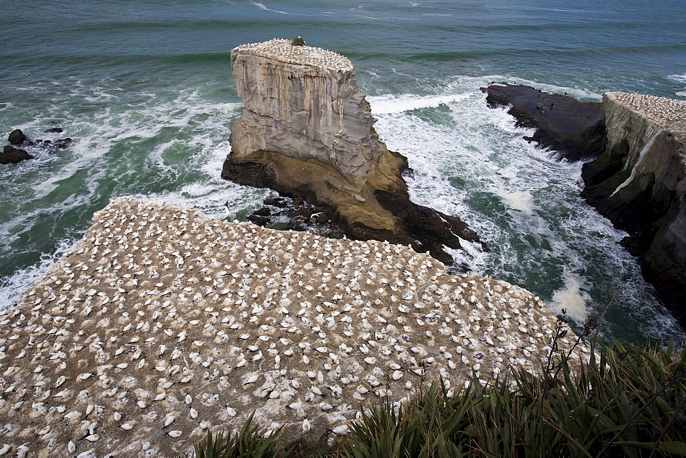 A Gannet Colony, Muriwai Beach, New Zealand