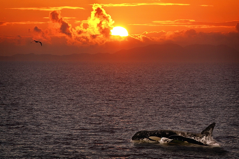 Killer Whale In The Water