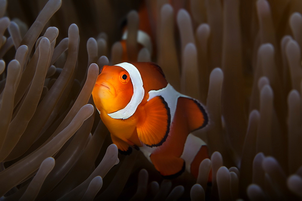 Clownfish (Amphiprioninae) In Anenome; Anda, Bohol, Central Visayas, Philippines