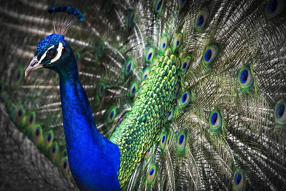 Close-Up Of A Peacock Displaying It's Plumage; Victoria, British Columbia, Canada