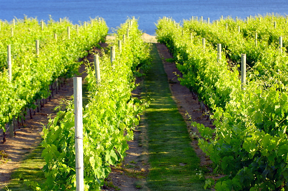 Vineyard, Okanagan, British Columbia, Canada