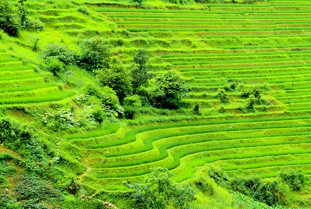 Rice Terraces, China