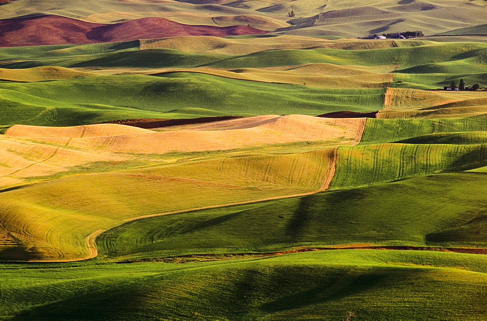 Palouse Fields, Whitman County, Washington, Usa