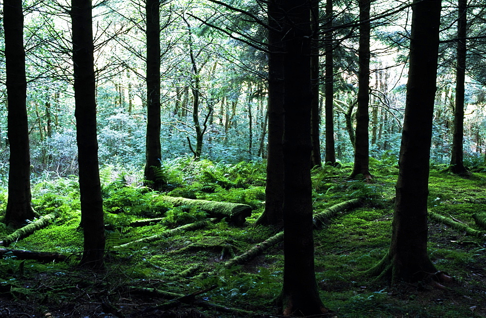 A Forest In Highlands, Scotland