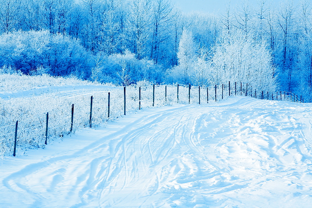 Tracks In The Snow