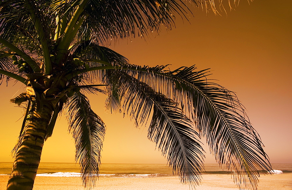 Palm Tree And Sunset In Mexico