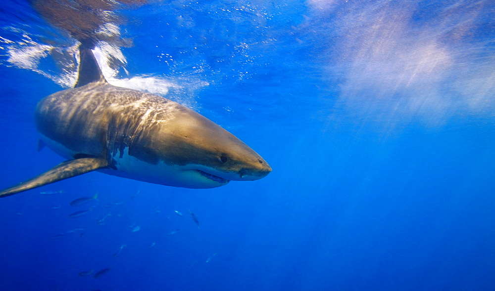 Great White Shark Off Guadalupe Island, Mexico