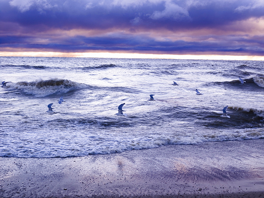 Birds Flying Over Waves