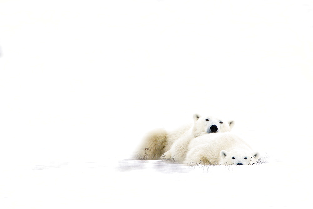 Two Polar Bears Snuggling