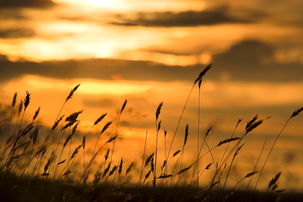 Cattails In The Sunset
