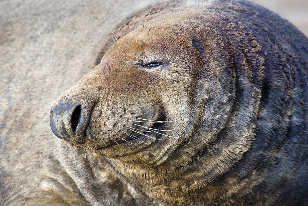 Close Up Of Seal