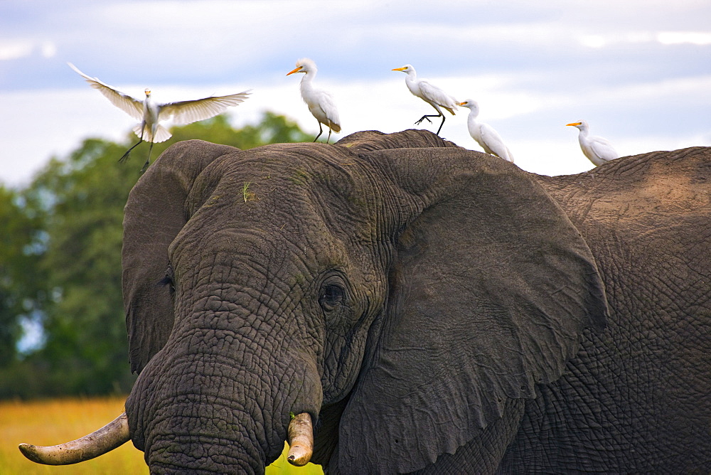 African Elephant (Loxodonta) And Cattle Egrets (Bubulcus Ibis)