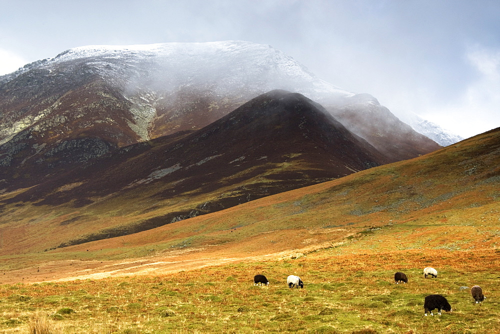 Sheep On Pasture, Lake District, Cumbria, England