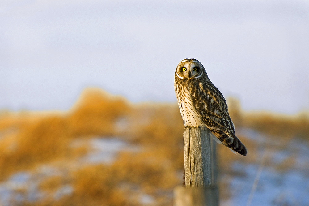 Short-Eared Owl, Alberta, Canada