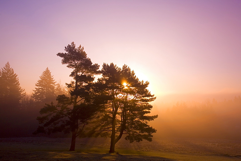 Sunrise Behind A Tree
