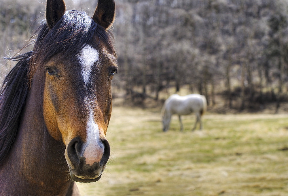 Portrait Of A Horse