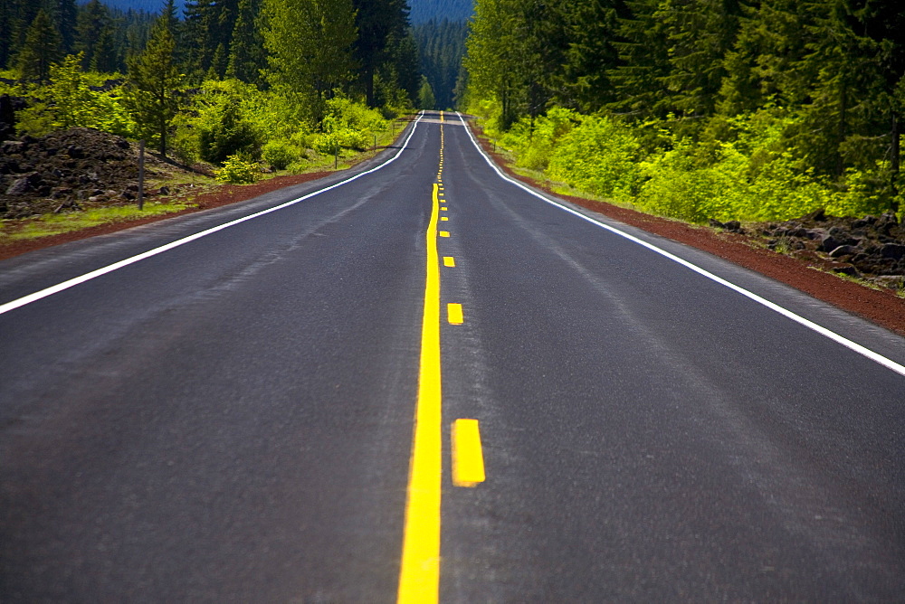 Tree Lined Road