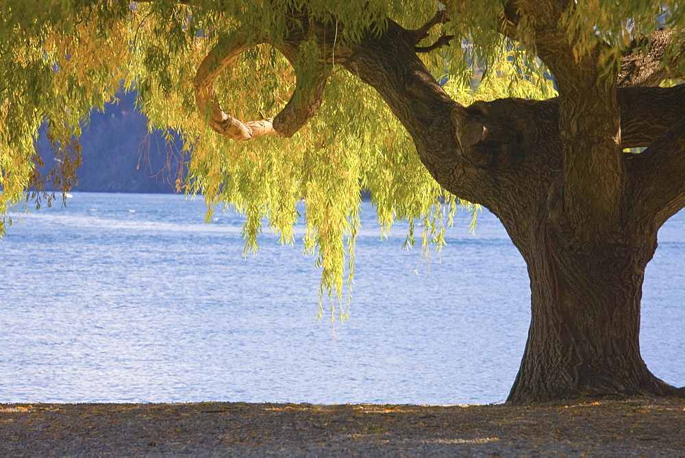 Large Tree On The Beach Of Lake Wakatipu, New Zealand