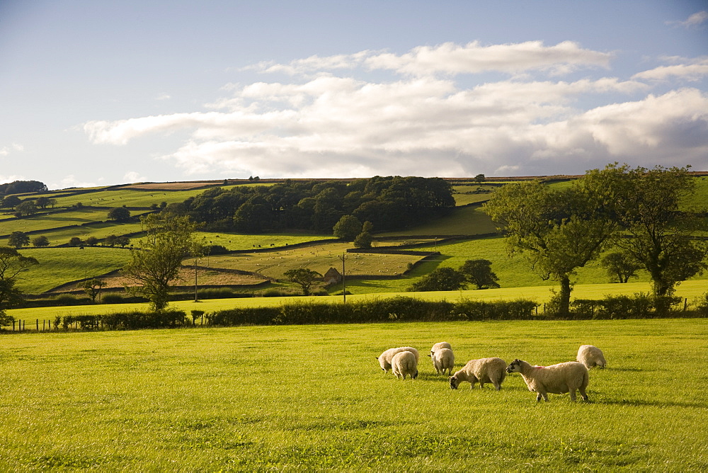 Sheep In A Field, Yorkshire, England