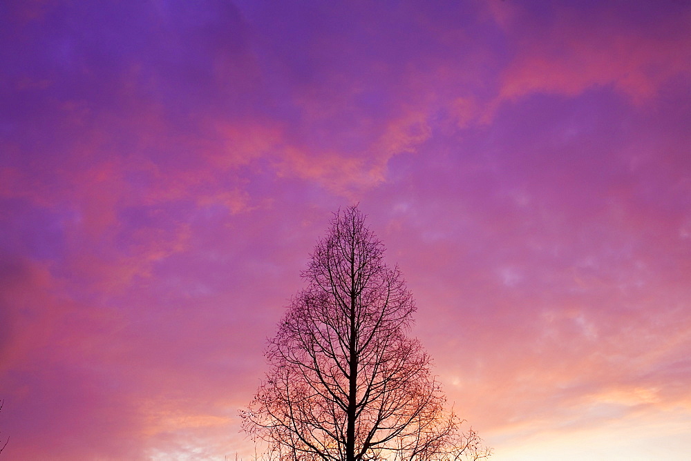 Tree At Sunset