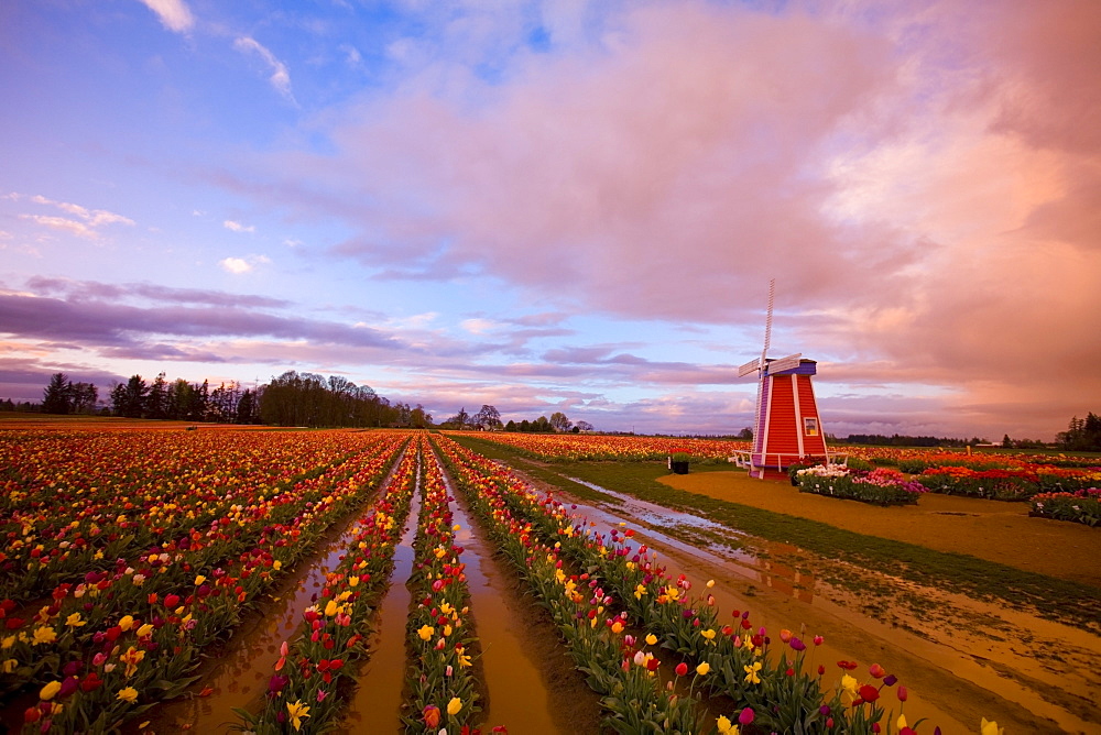 Tulip Farm, Oregon, United States Of America