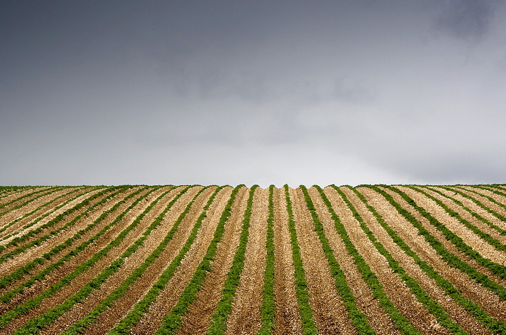 Potato Field