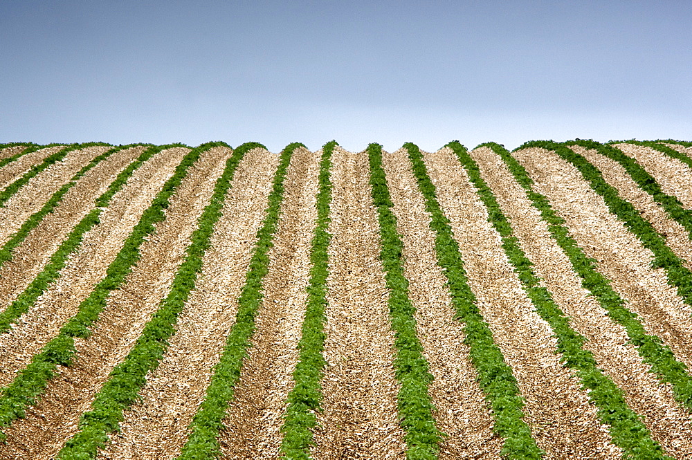 Potato Field