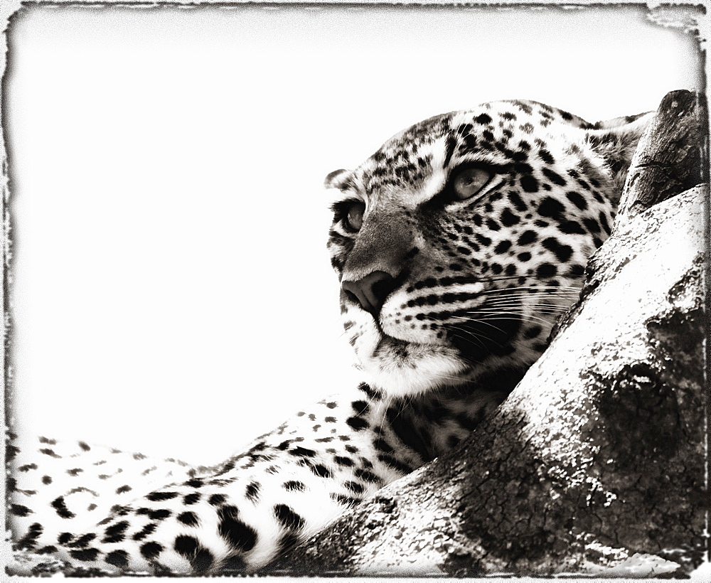 Portrait Of An African Leopard, Botswana, Africa