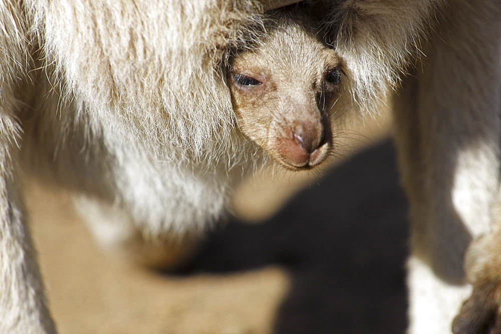 Eastern Grey Kangaroo, Marcropus Cinereus, Kangaroo Island, Australia