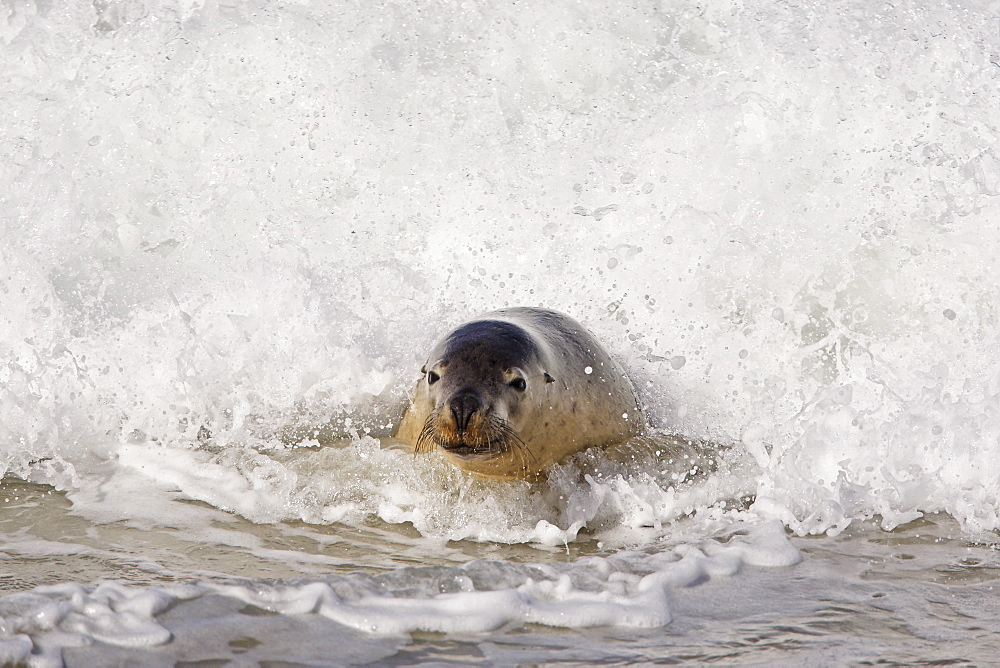 Australian Sea Lion (Neophoca Cinerea), Kangaroo Island, Australia