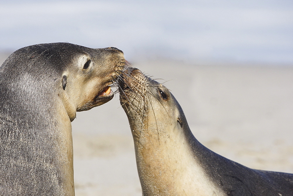 Australian Sea Lions