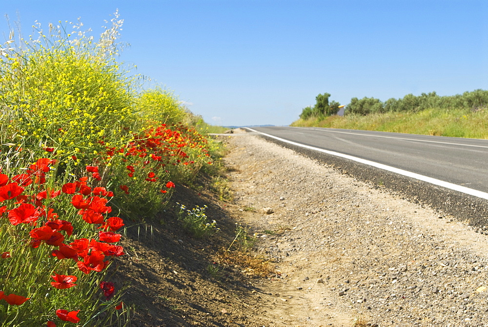 Wild Red Poppies, Andalusia, Spain