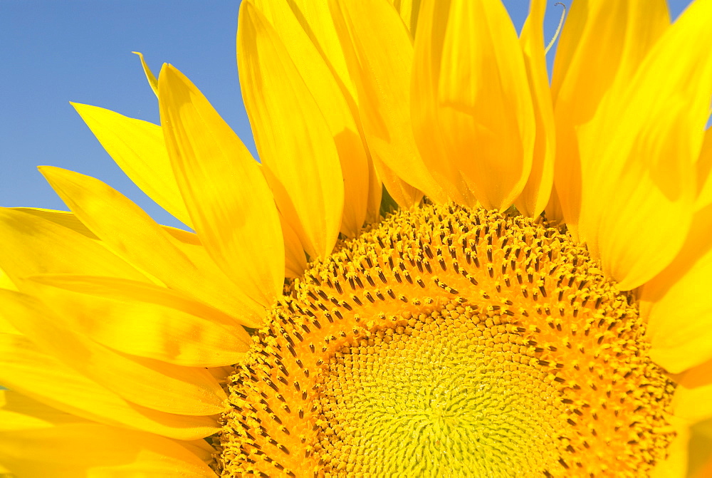 Sunflower (Helianthus Annuus)