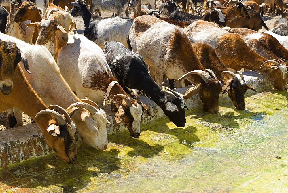 Goats Drinking