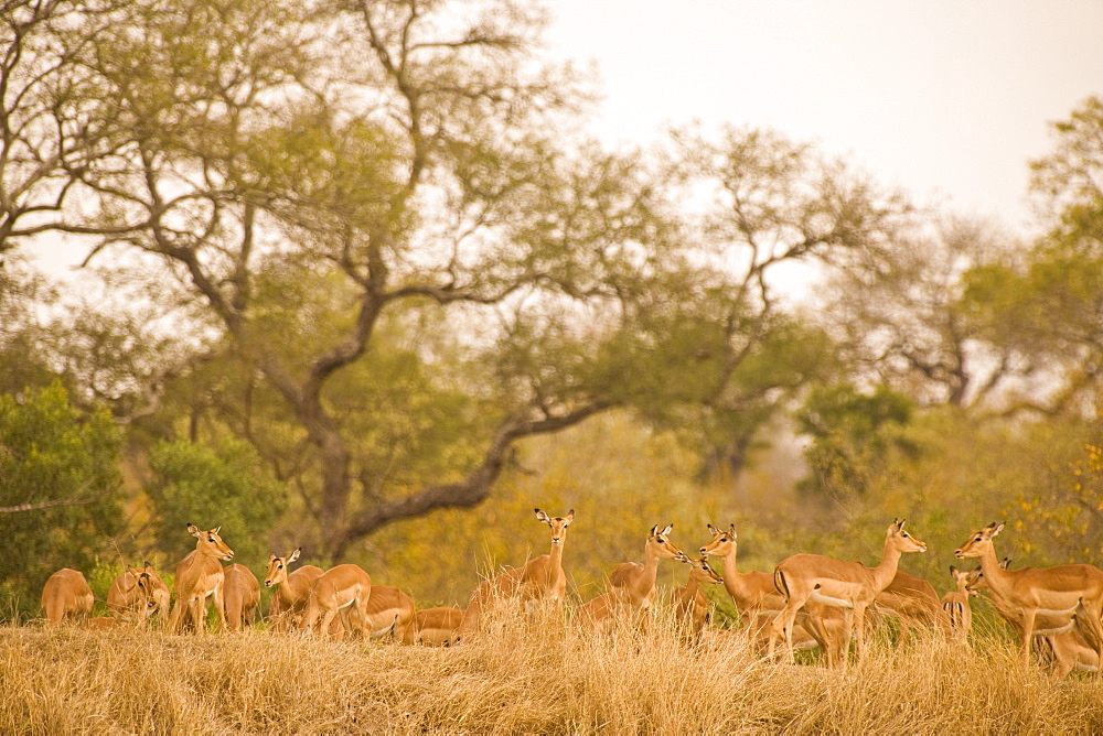 Black Faced Impala (Aepyceros Melampus Petersi), Arathusa Safari Lodge, Sabi Sand Reserve, Mpumalanga, South Africa, Africa