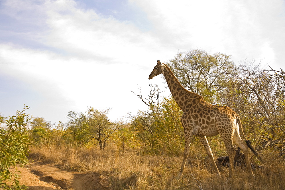 Giraffe (Giraffa Camelopardalis), Arathusa Safari Lodge, Sabi Sand Reserve, Mpumalanga, South Africa