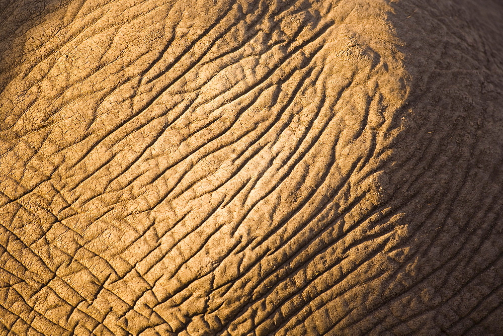 Closeup Of Elephant Skin